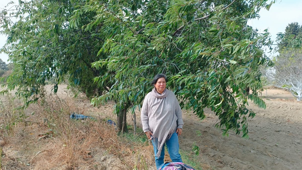 El pulque de capulín fue una invención de la familia #VillanuevaGalarza de #Atlautla; les encanta a turistas europeos
amaqueme.mx/la-familia-vil…