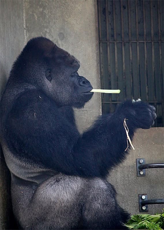 “My Porsche can feed your family for 3 years”