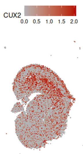 Borrell Lab tweet media