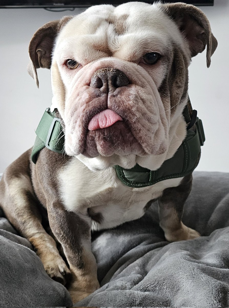 Joe Corr tweet media