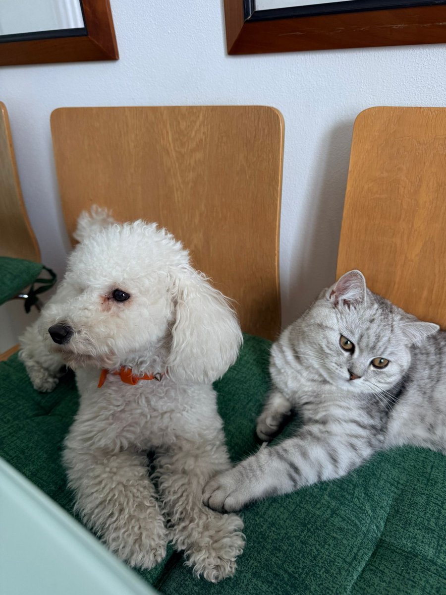 Dayane Mello 🐬🍷 tweet media