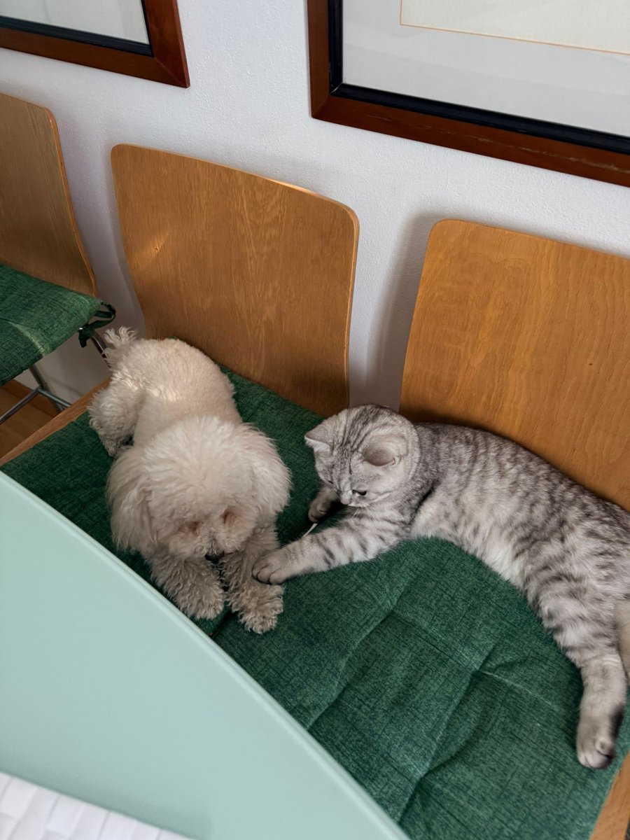 Dayane Mello 🐬🍷 tweet media