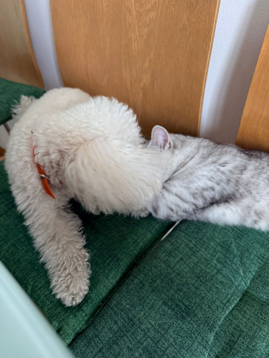 Dayane Mello 🐬🍷 tweet media