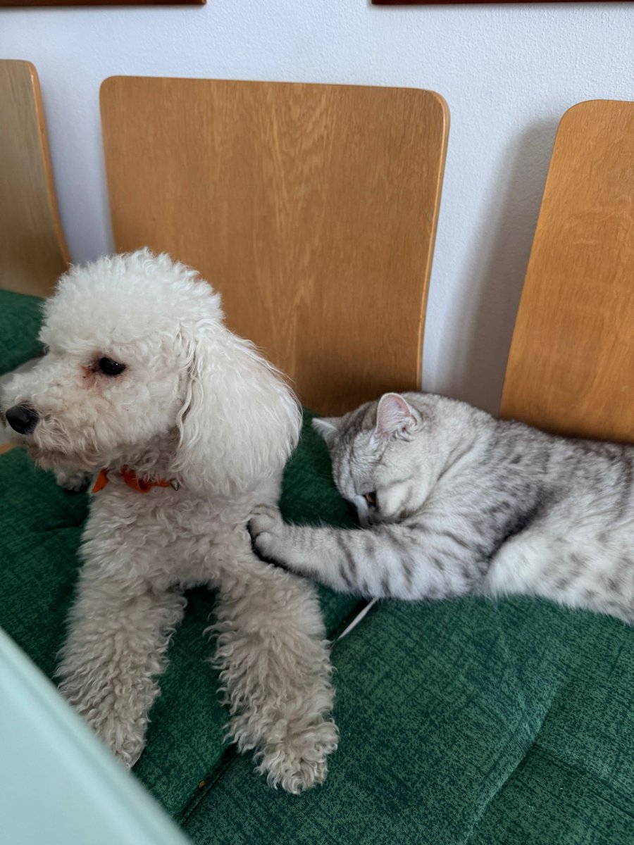 Dayane Mello 🐬🍷 tweet media