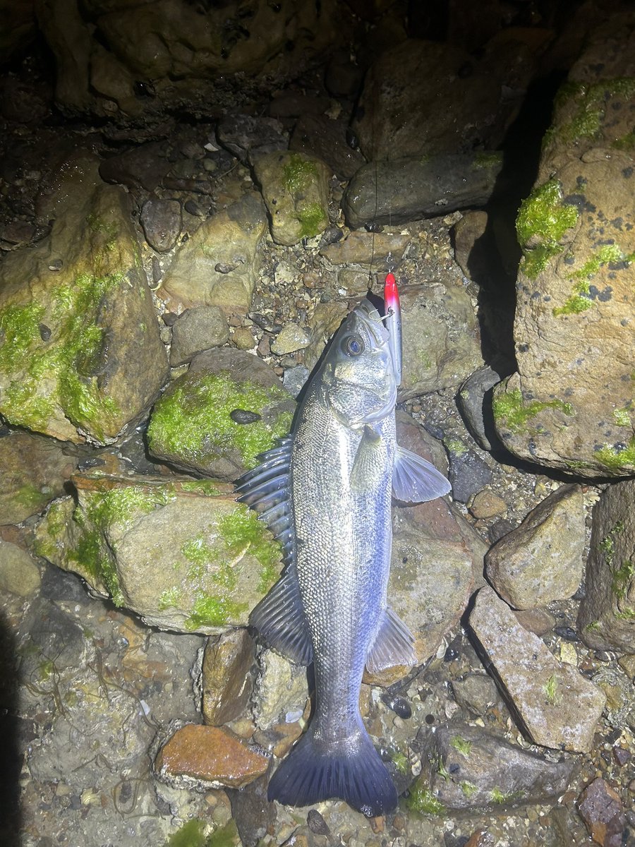 ジギンガーZ SHOTA tweet media