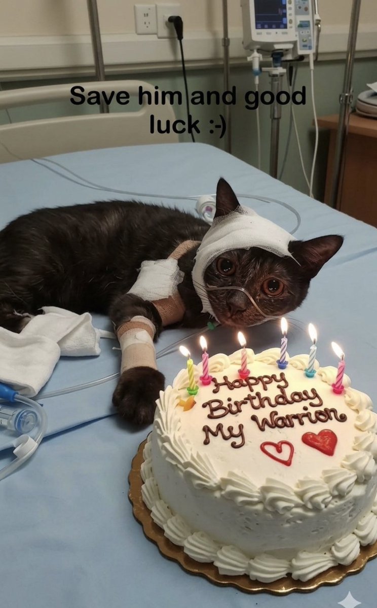 cats with powerful impression 🐾 tweet media