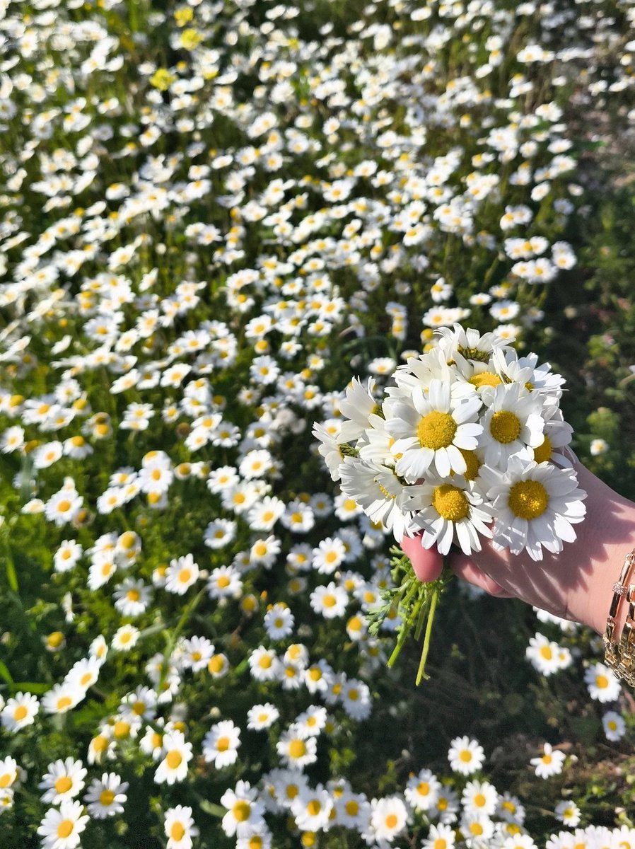 SnglUma's tweet photo. Hoşgeldin bahar..🌼 https://t.co/qGICfdKij3