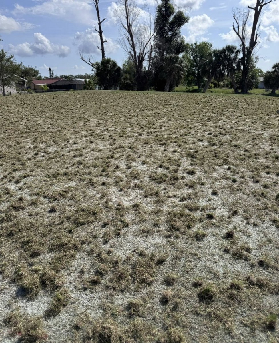 Modern Turf HQ tweet media