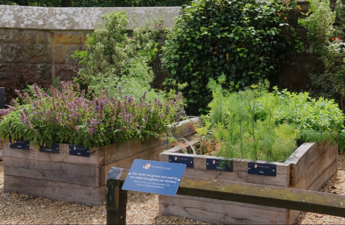 TasteCheshire's tweet image. Did you know that 1851 Restaurant grow their own herbs and spices right on the Castle ward?
Next time you visit see which ones you can spot (you’ll find the plot just behind the chapel)!
#sustainability #homegrown #finedining #cheshirefoodie #cheshire
tastecheshire.com/places-to-eat/…