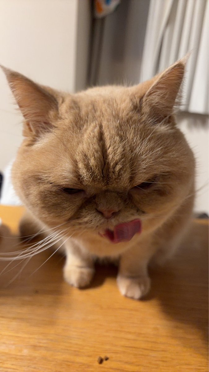 ohigemamire's tweet photo. 悪い顔やな
#エキゾチックショートヘア 
#猫のいる暮らし
#ねこ https://t.co/8tRsoIDdLI
