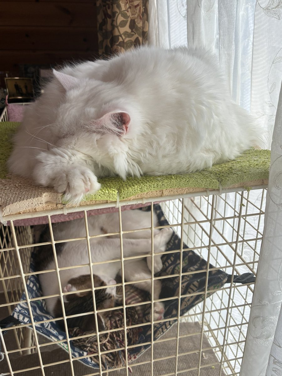 poefujimura's tweet photo. 退職しました。
しばらく猫とのんびりさせて貰います😺 https://t.co/vPgDK8HiJm