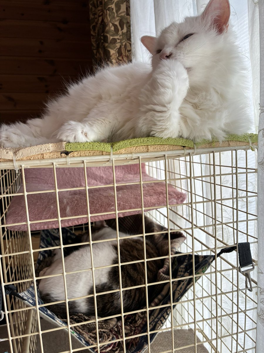 poefujimura's tweet photo. 退職しました。
しばらく猫とのんびりさせて貰います😺 https://t.co/vPgDK8HiJm