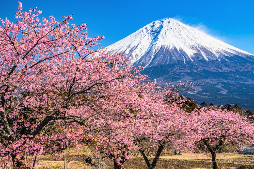 モンセルバン tweet media