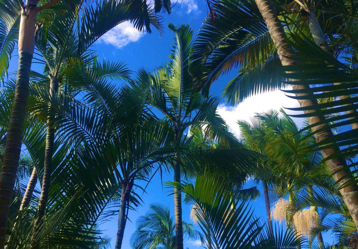 robynconnery1's tweet photo. Good morning beautiful souls Happy Friday! Enjoy a sweet grounding day filled with gratitude as we embrace the NOW
#mindfulness #meditation #gratitude #kindness #serenity
#blueskies #PalmTrees #subtropical #paradise #Australia https://t.co/4bEkX2QnkY