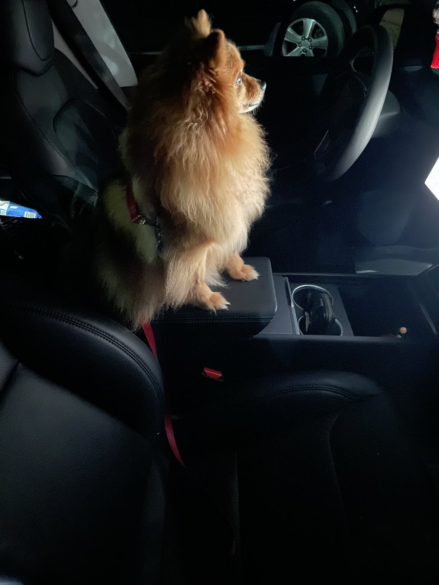 Smokey da Bear tweet media