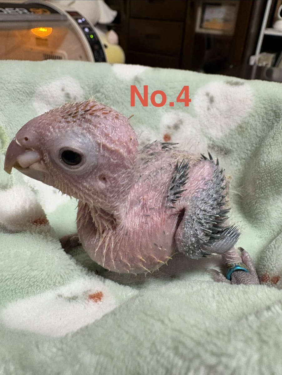 PBird2020's tweet photo. 少し個性が出てきたかな？？おっとりさんやんちゃさん甘え上手賢そう色々ですね🥰まあみんな可愛い💕4/1より見学可能です（要予約）
#シロハラインコヒナ #有償販売 #兵庫県豊岡市 https://t.co/UcAMqjg5DW