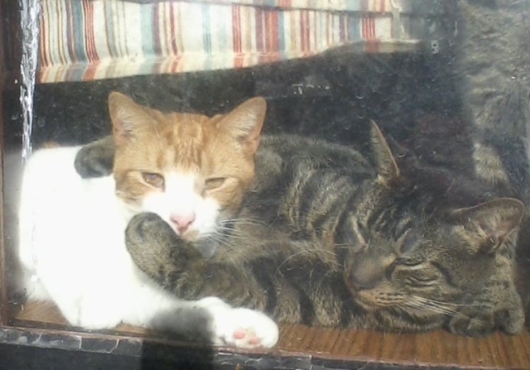 DeeMeow🐾 tweet media