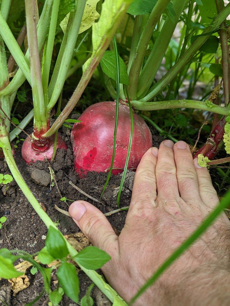 Catholic Cactus tweet media