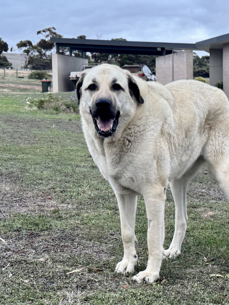 Calliss Clan (@callissclan.bsky.social) tweet media