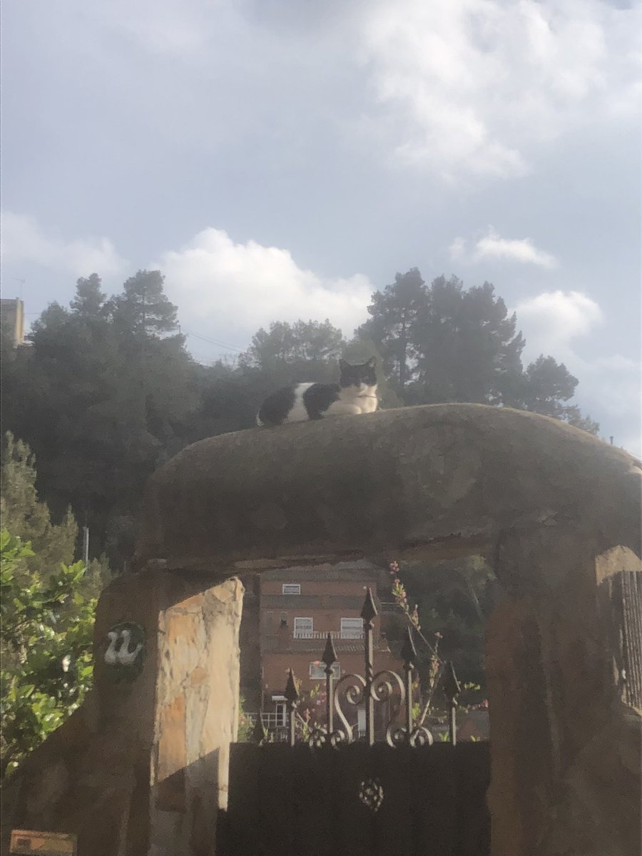 mostopapu tweet media