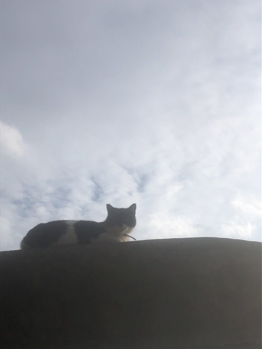 mostopapu tweet media