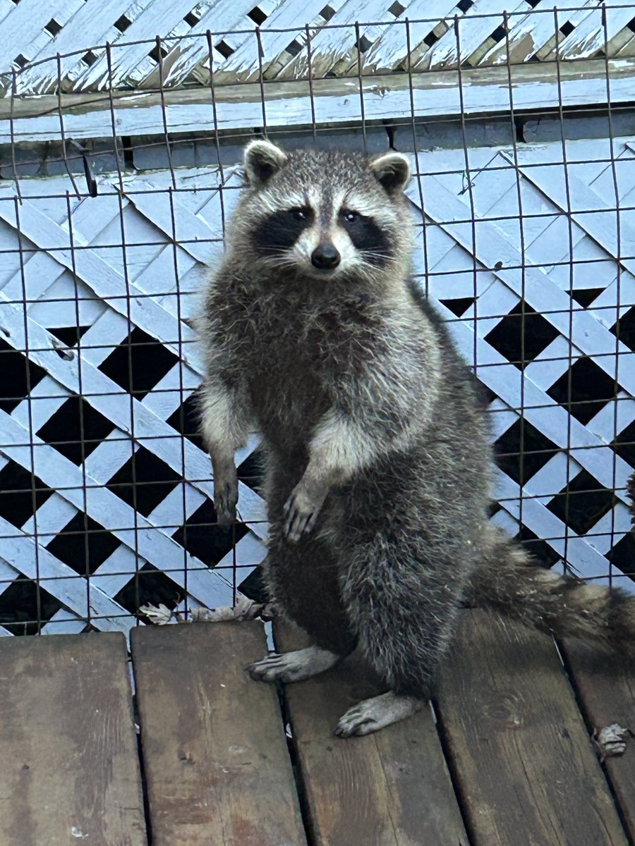 TinyWarfare tweet media