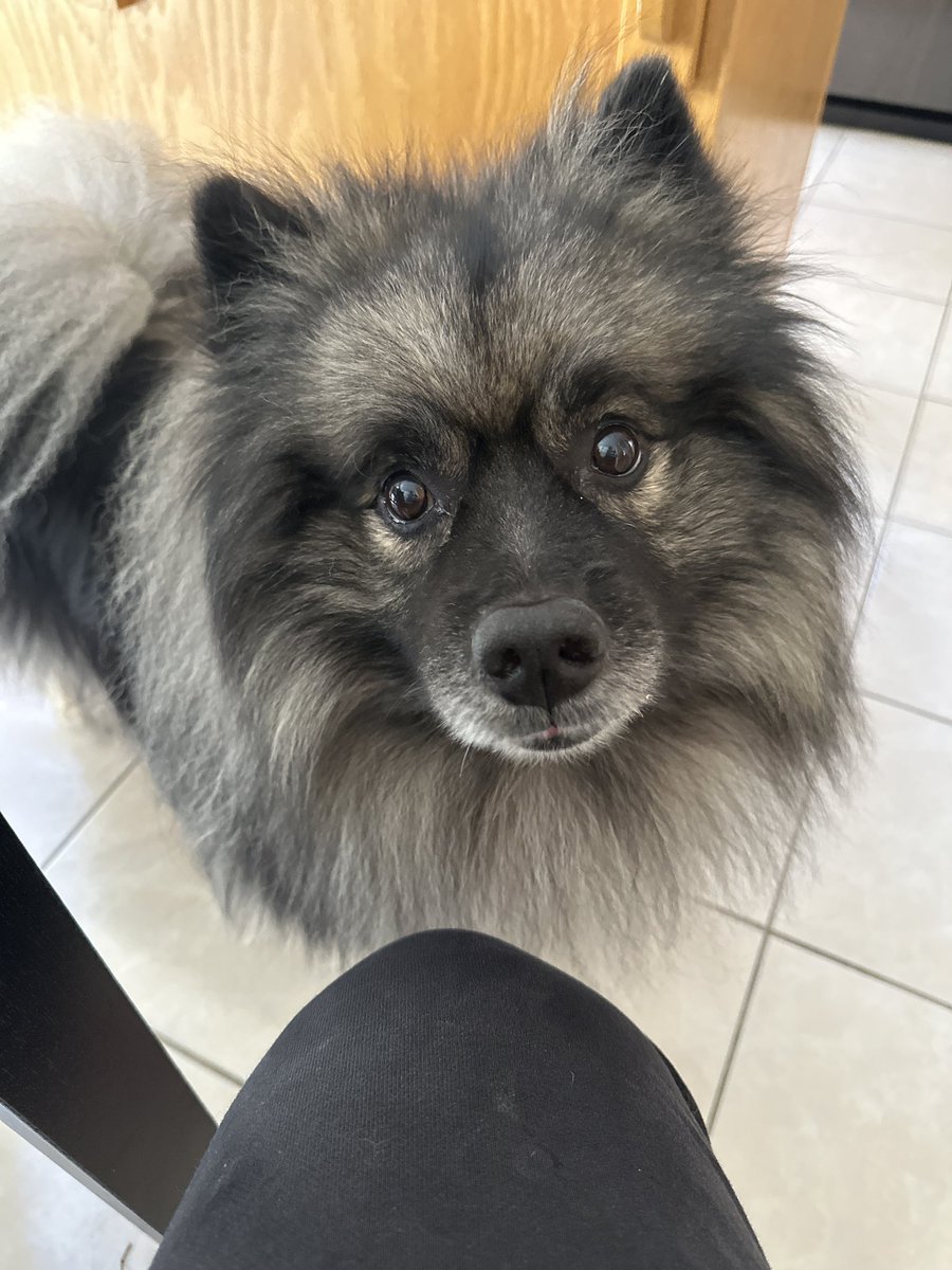 Renn 🐶 tweet media