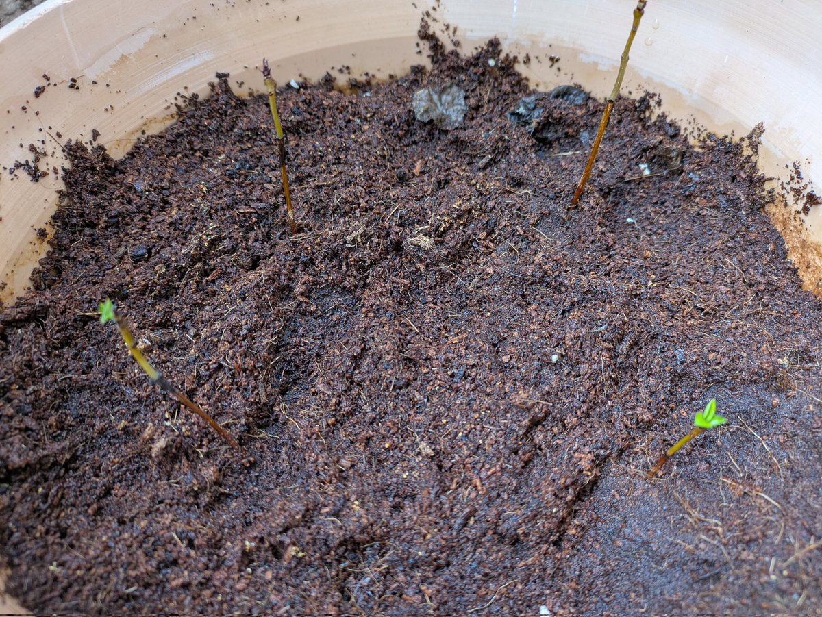 🎵小さな風🎵 tweet media