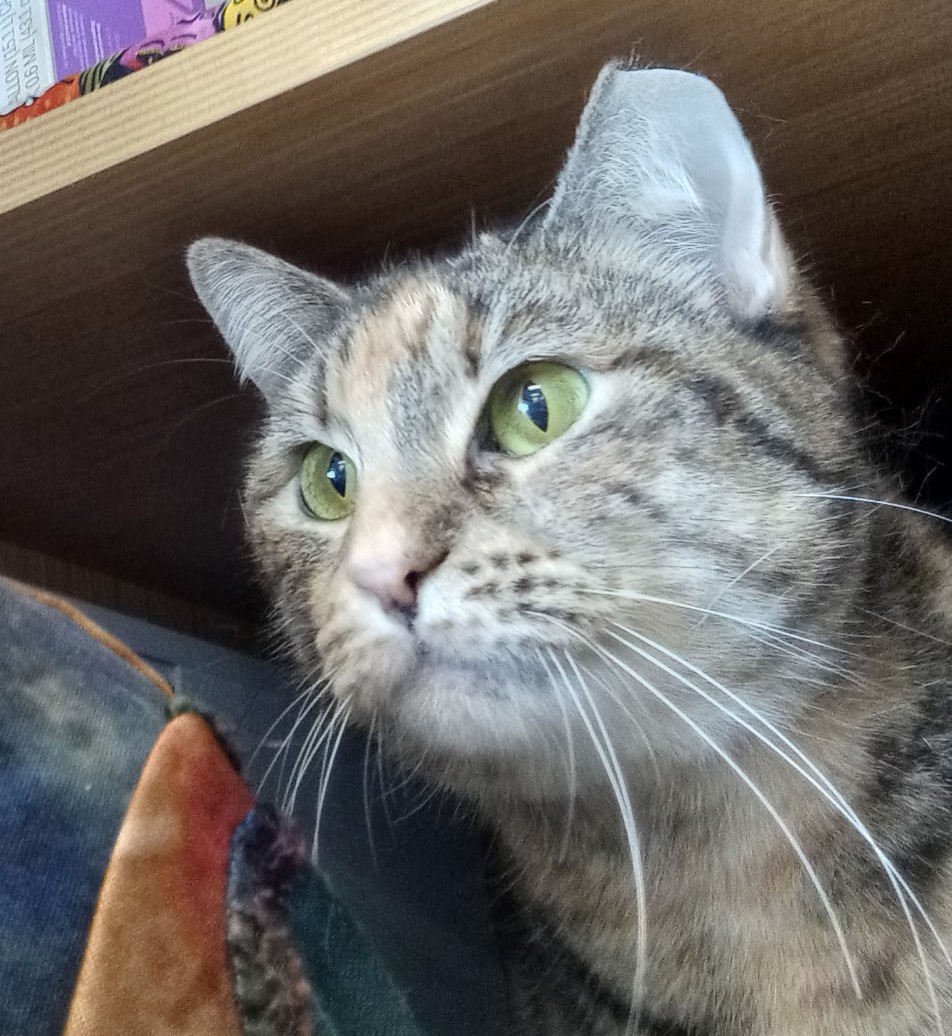 Cat Matchers tweet media