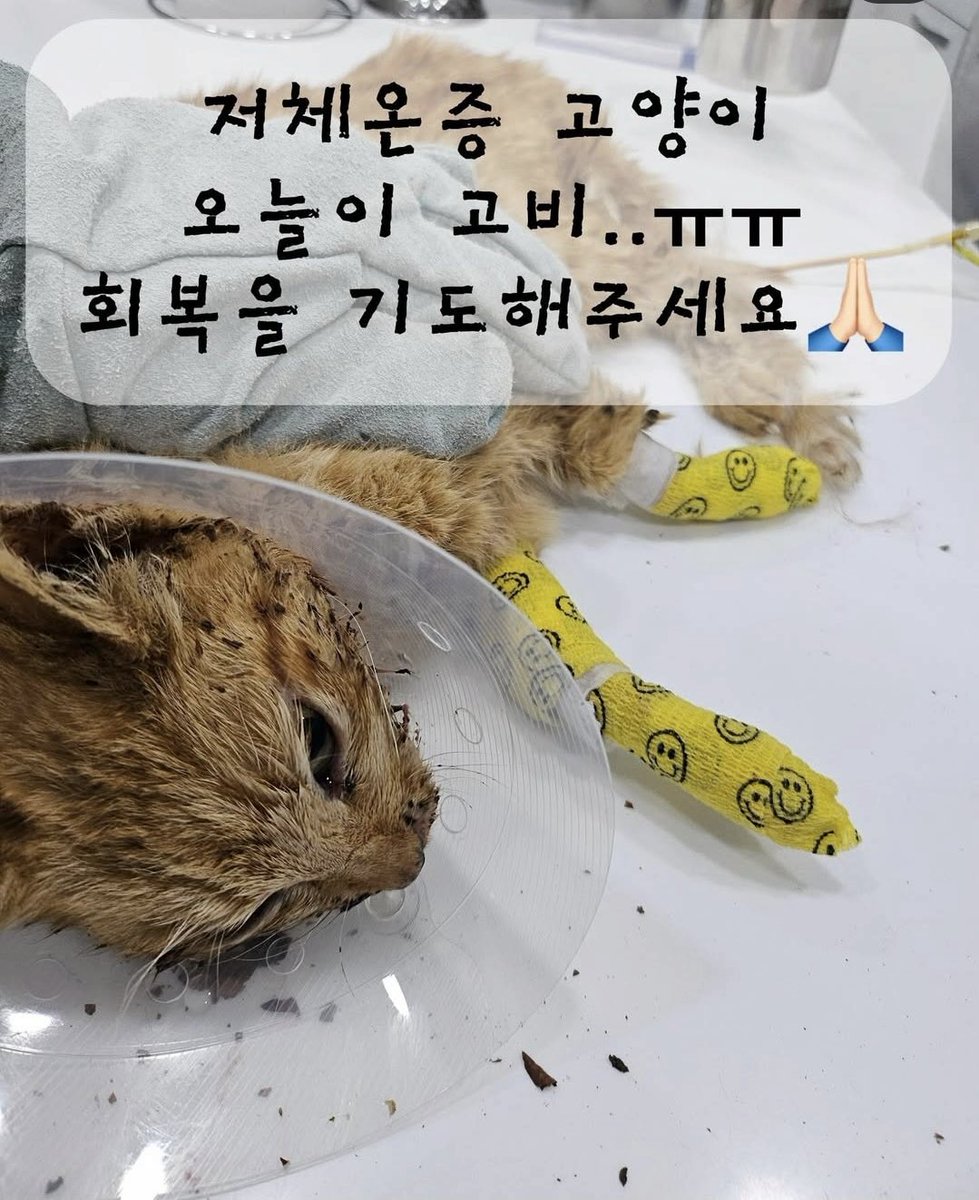 영광군유기동물보호소 tweet media