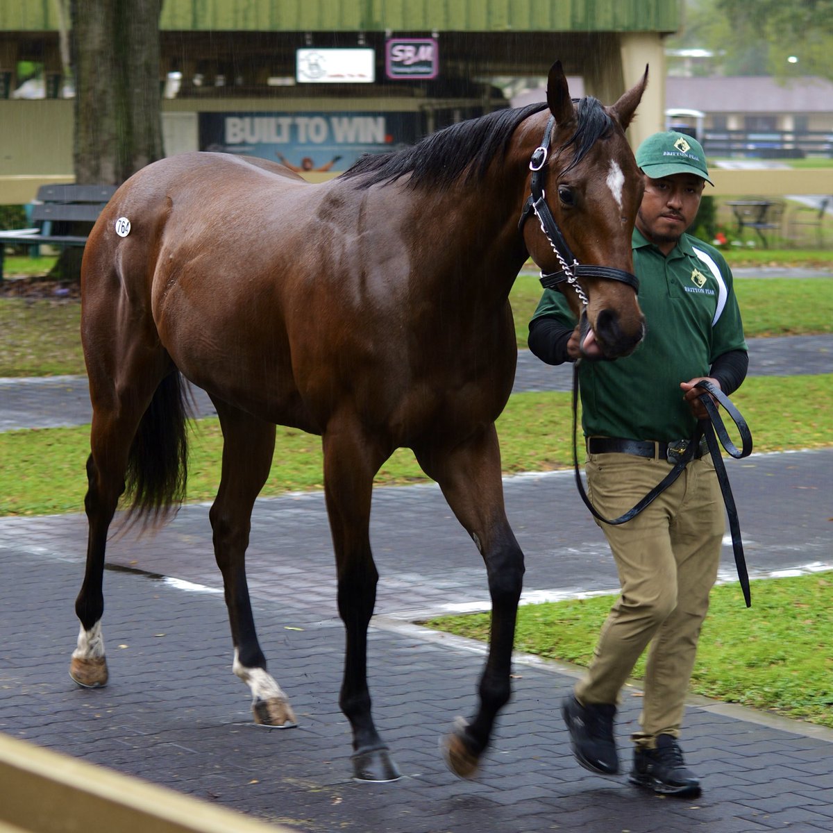 Arroyo Bloodstock tweet media