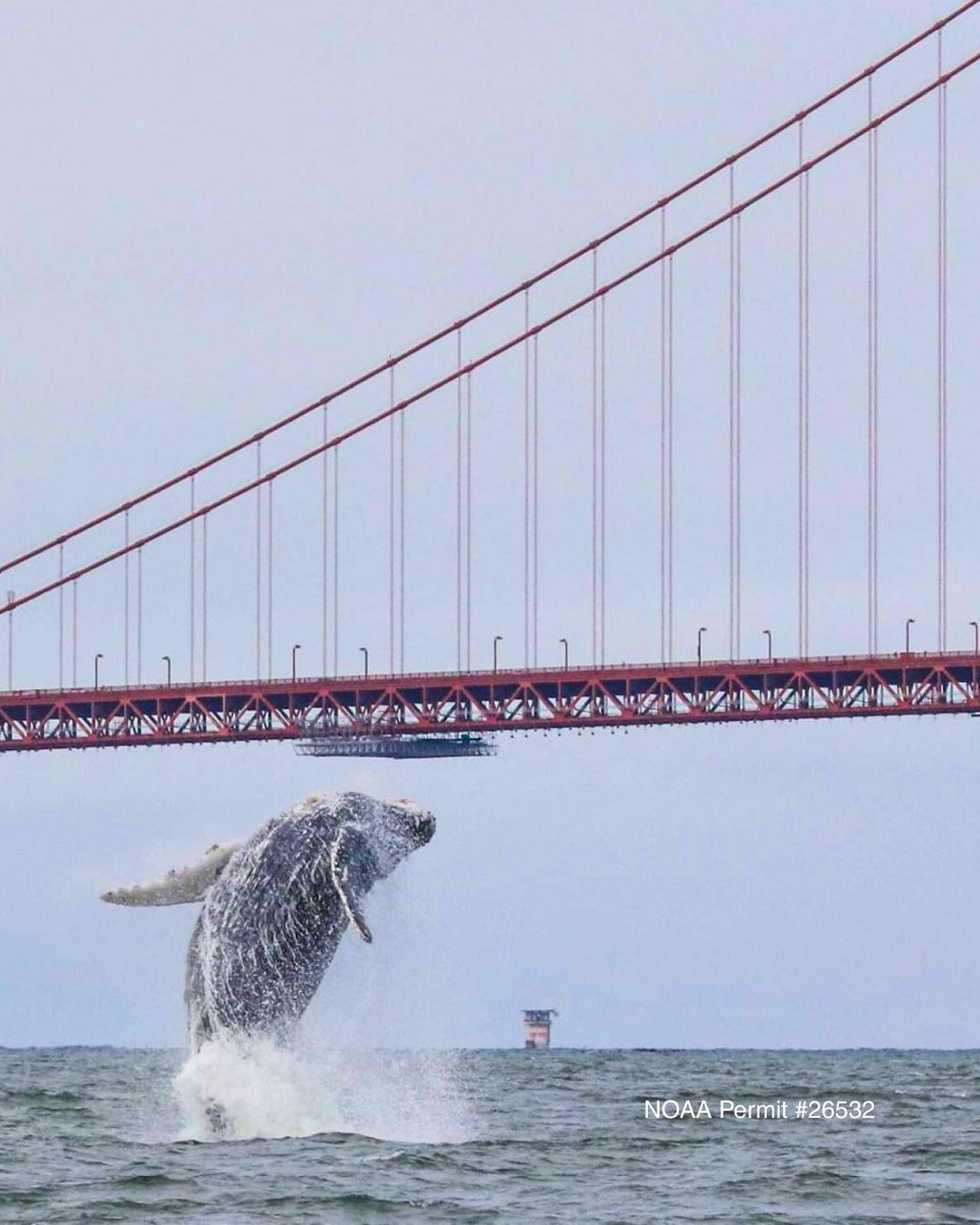 The Marine Mammal Center tweet media