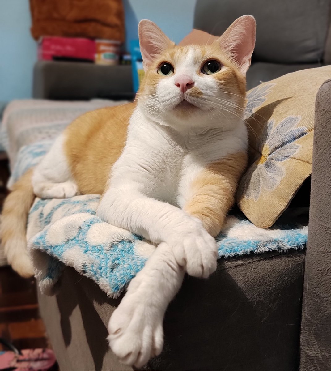 chicória maria tweet media