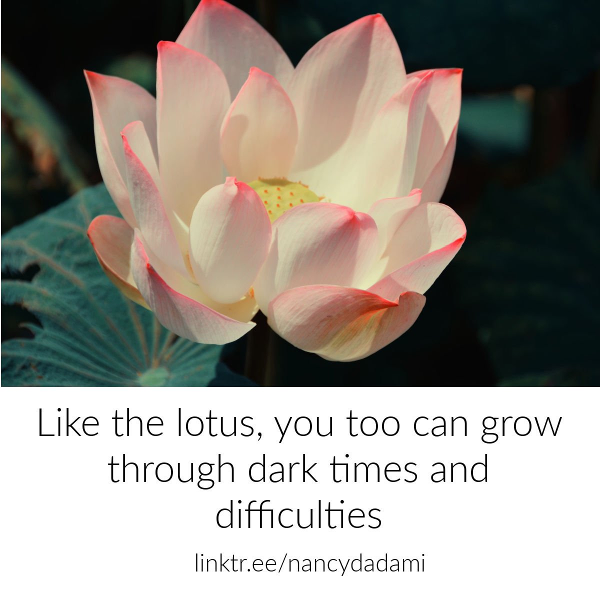 Nancy Dadami tweet media