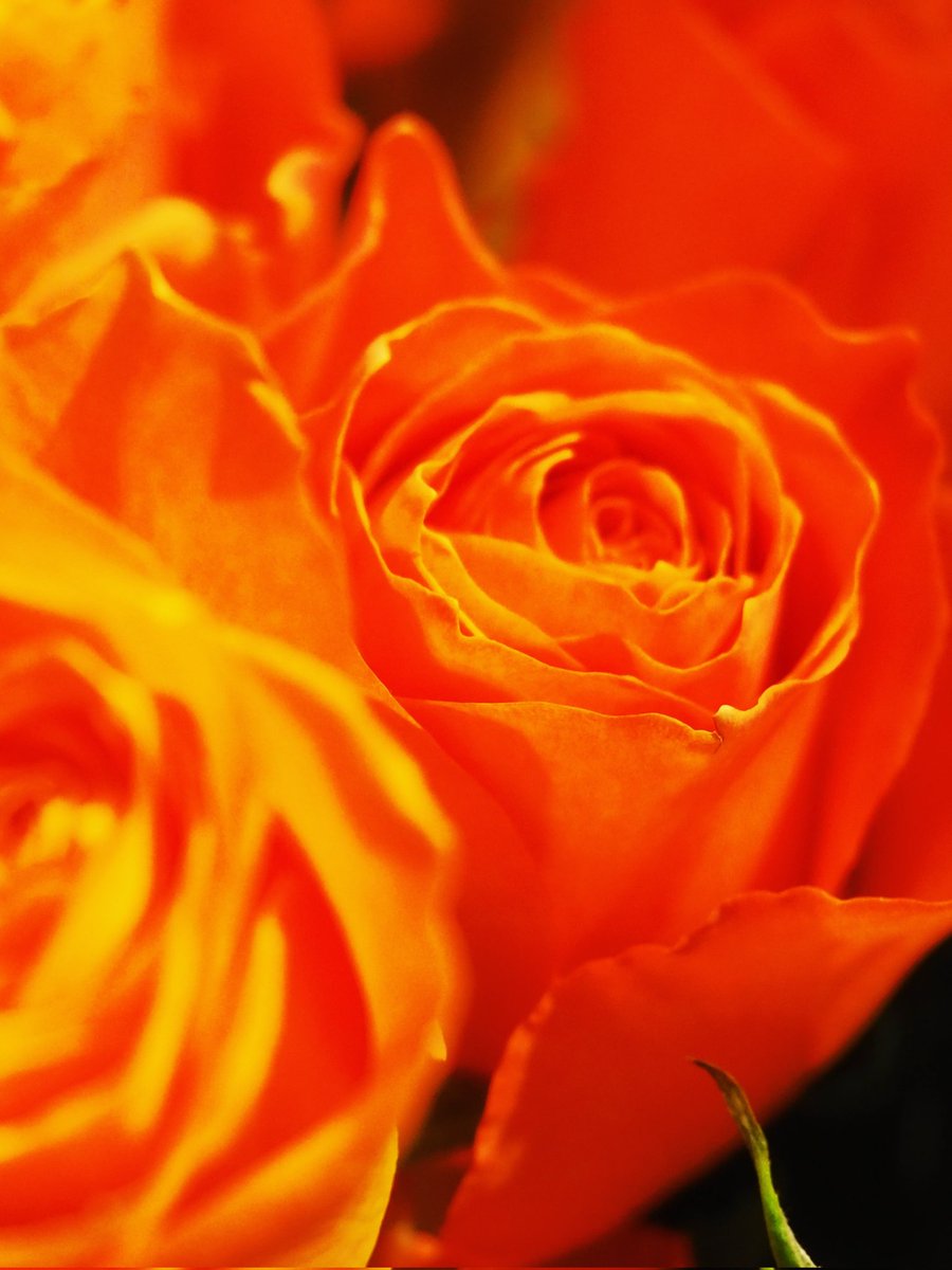 2026年3月13日
✽✽✽

#花写真【ﾊﾞﾗの花🧡ｵﾚﾝｼﾞ】
#花言葉…〈絆･信頼〉
#TLを花でいっぱいにしよう

✽✽✽