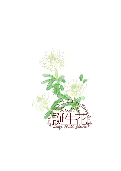 3月13日 イベリス 花言葉 心をひきつける #1日1絵 #まいにち誕生花