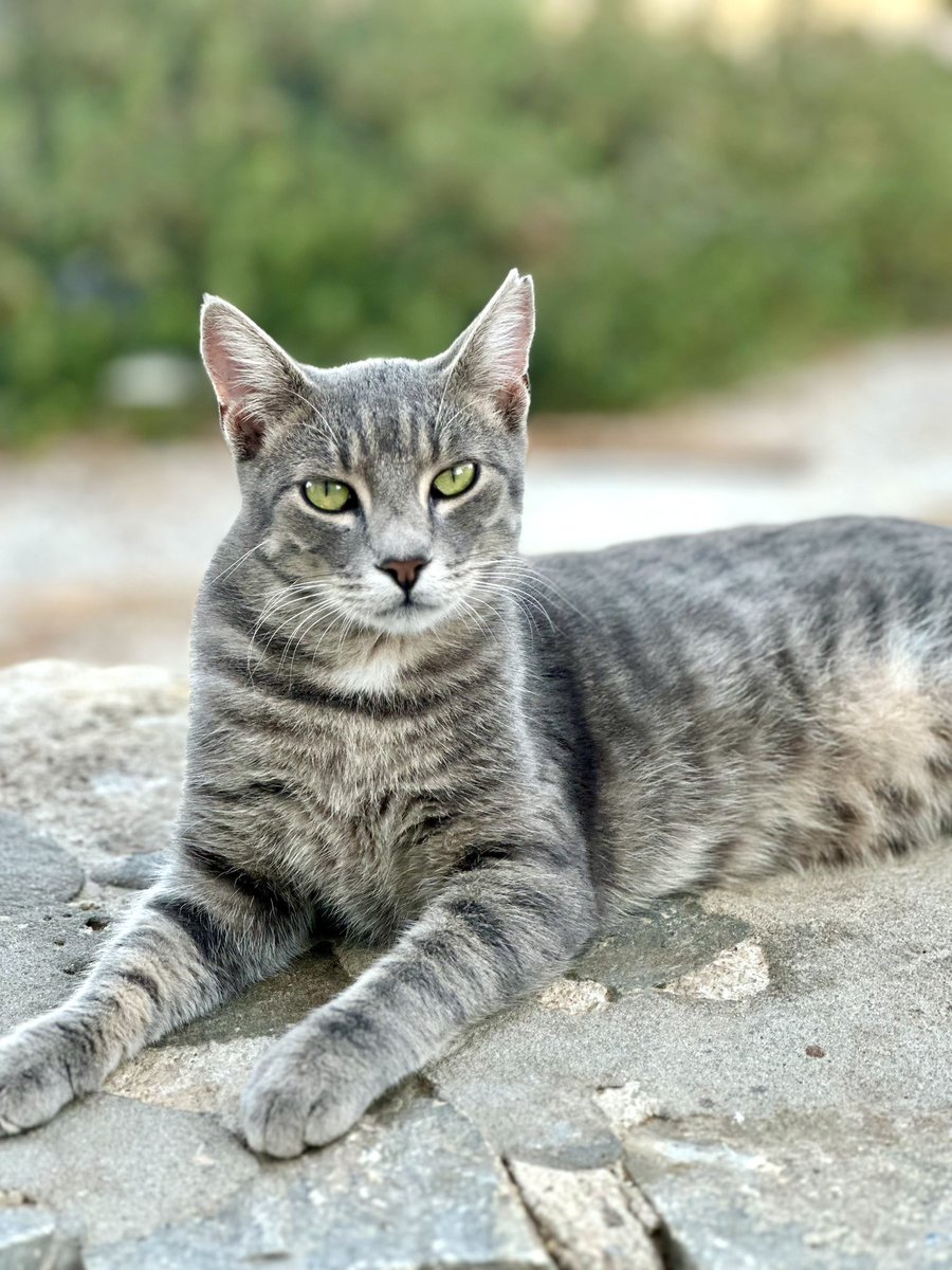 Cats of Iraklia tweet media