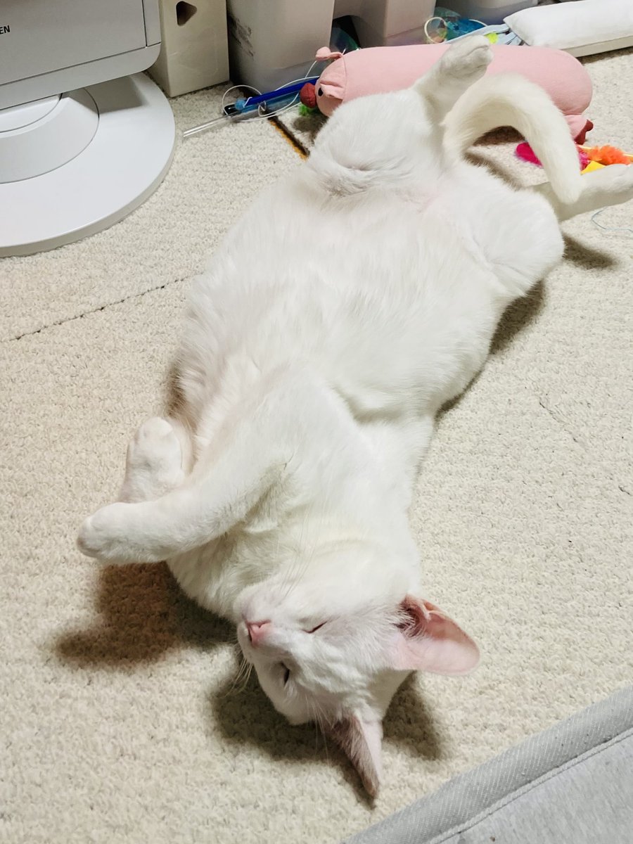 亀井芳子 tweet media