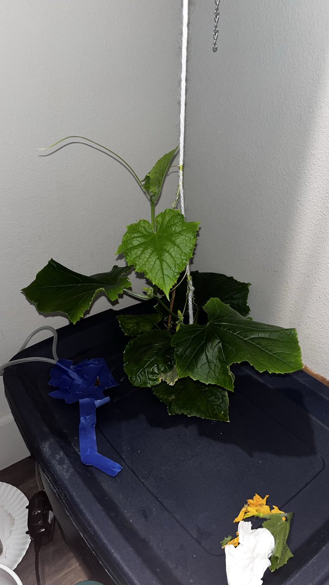 cwyattfank's tweet photo. Mars hydro experiment: mini cucumber (16h light/8:40 off). 2+ months in TDS ~795 (ramping up), pH <6.0, DIY nutes. Likely parthenocarpic- no more hand-pollinating. Small step toward Mars food systems #MarsHydroponics #SpaceAgriculture #CHAPEA #Hydroponics #Starship #NASA #Spacex https://t.co/AbuHFnNItO