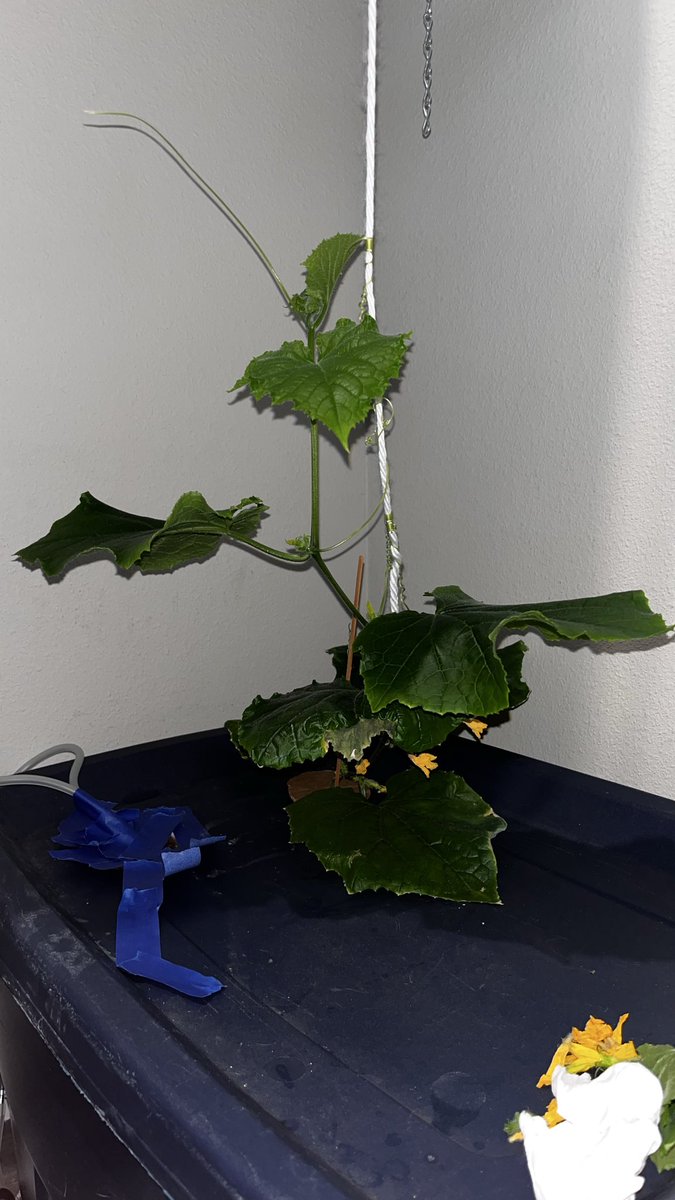 cwyattfank's tweet photo. Mars hydro experiment: mini cucumber (16h light/8:40 off). 2+ months in TDS ~795 (ramping up), pH <6.0, DIY nutes. Likely parthenocarpic- no more hand-pollinating. Small step toward Mars food systems #MarsHydroponics #SpaceAgriculture #CHAPEA #Hydroponics #Starship #NASA #Spacex https://t.co/AbuHFnNItO