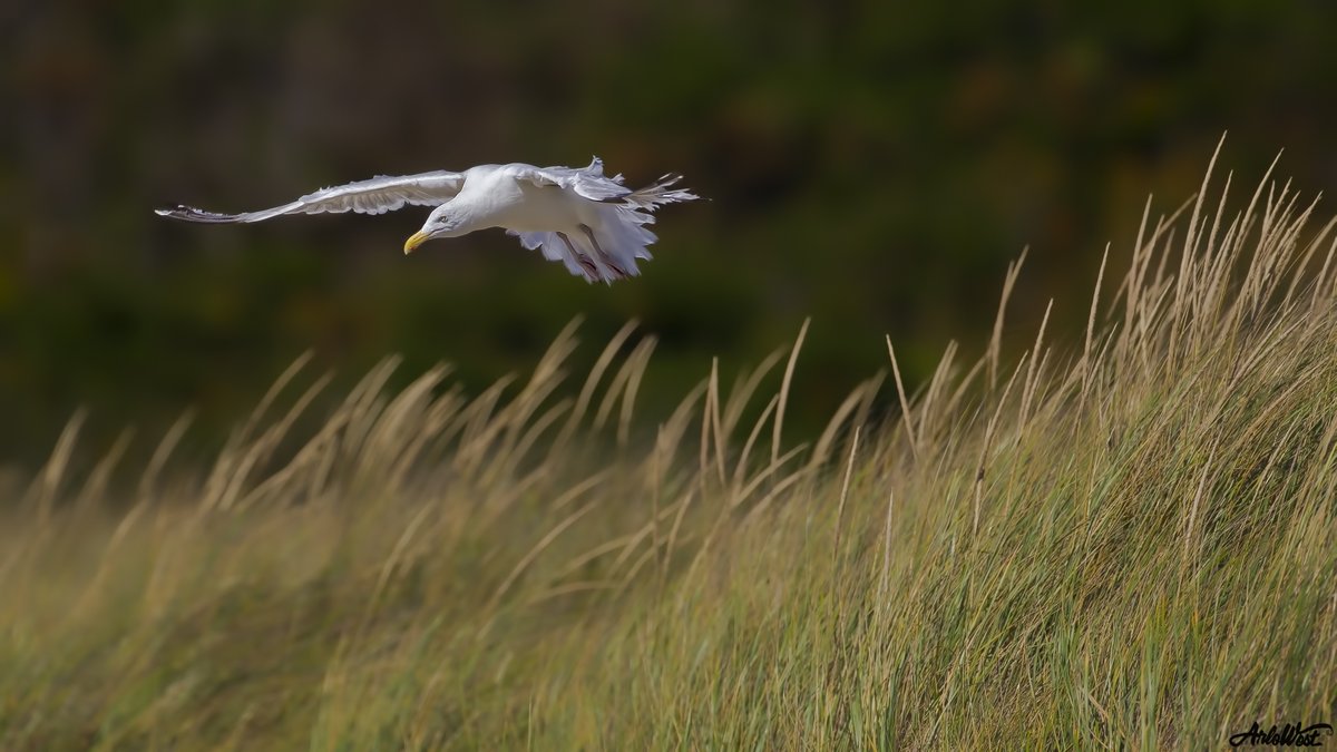 ArloWest's tweet image. The sandwich thief.
#Birds #birdwatching #Seagull #OceanStateOfMind