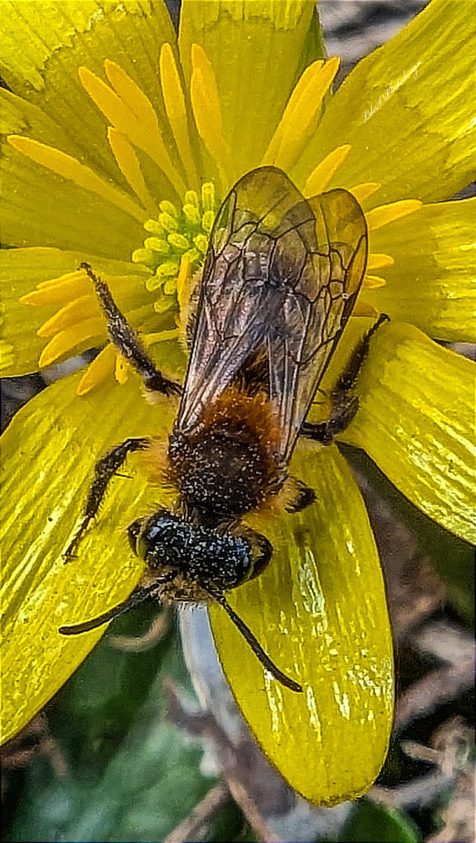A wild bee enjoys the nectar of a buttercup flower (Ranunculus ficaria)...
🐝🍯
