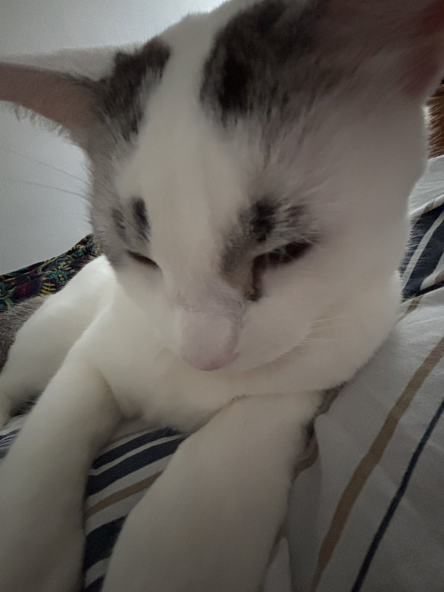 edu leon da silva tweet media