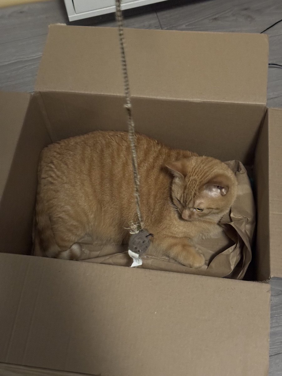 DijahSB's tweet photo. explaining to the cat sitter he cries for box time where he sits in a box and u have to dangle his mouse toy in front of him https://t.co/QuJWGfNXfu