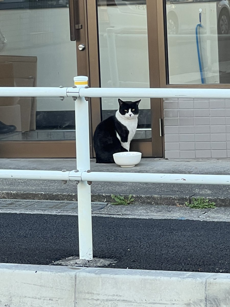 SecondPiPi's tweet photo. 🐱🐱 https://t.co/gSQPchjRsi