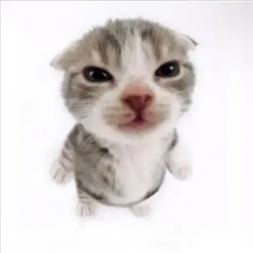 cFelino 💜 tweet media