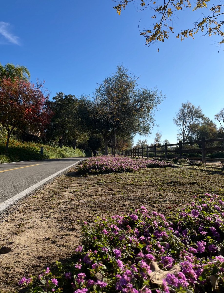 ValemoniP's tweet photo. Dappled tree shadows dance across the concrete path, The breeze carries whispers of spring. In this moment, I just want to mute life.🍂📷#阳光正好 #出门走走 #SunshineIsPerfect #TimeToGoOut #ParkLife https://t.co/KOzs7Gi71e