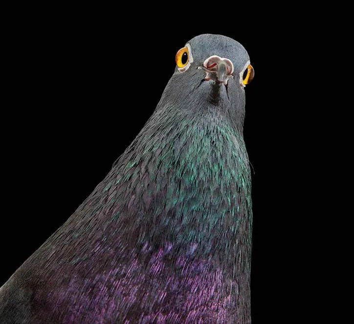 Look at this stunning visual. That neck glimmer. The iridescence. The posture. The absolute conviction. This isn’t just a pigeon. It’s a signal. A pristine, unapologetic embodiment of upward momentum. You can practically see a 1B market cap in its feathers. Holy flock.