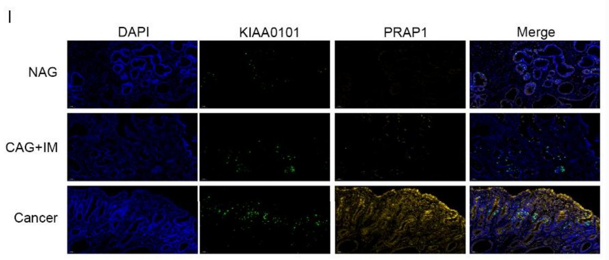 Intestinal Cell News tweet media