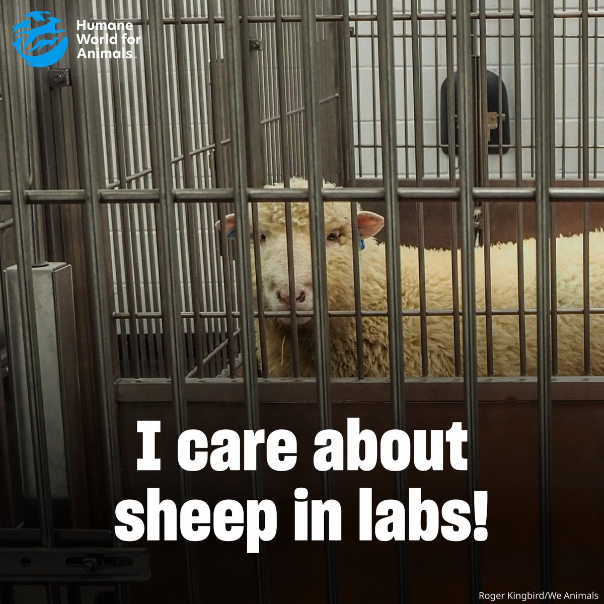 Humane World End Animal Testing tweet media